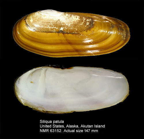 Siliqua patula.jpg - Siliqua patula(Dixon,1789)